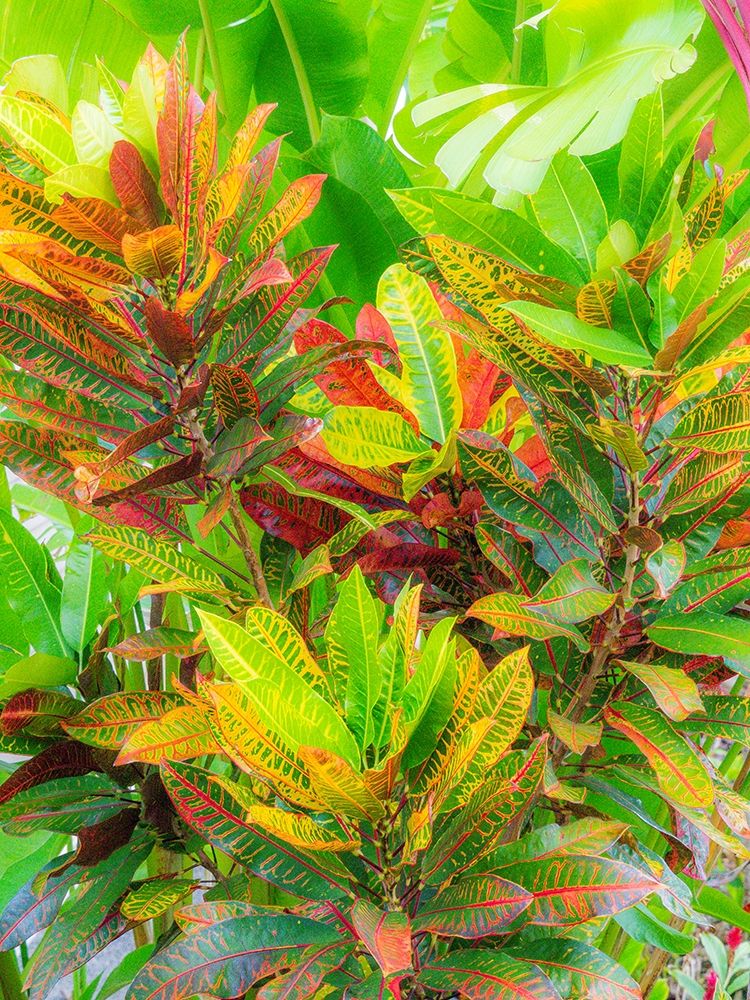 Hawaii-Maui-Kihei-Croton tropical and colorful leaf plant